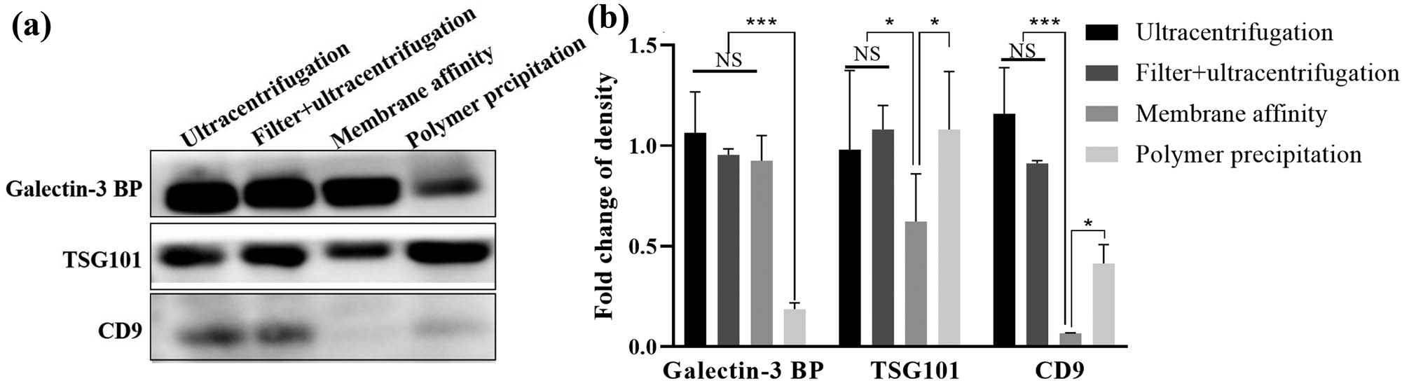 Figure 5
Surface marker expression profiles in exosome preparations. (a) Western blot for Galectin-3 BP, Tsg101, and CD9 expression in each exosome preparation (20 µL of total exosomal protein was loaded). (b) Quantification of the expression levels of Galectin-3 BP, Tsg101, and CD9 in each exosome preparation. The results are the mean ± SE of the mean of three independent experiments. One-way analysis of variance (ANOVA) was used to assess the differences among multiple groups, followed by Tukey’s post hoc test. * P < 0.05, ***P < 0.001.