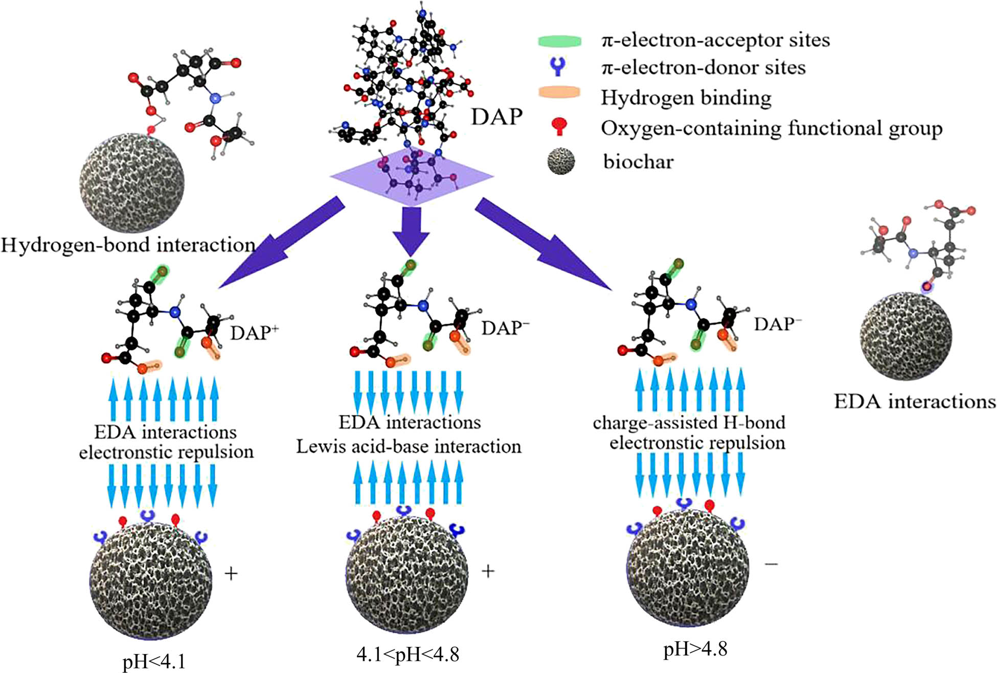 Figure 7 
                  Mechanism of AF-biochar adsorbing DAP.
               