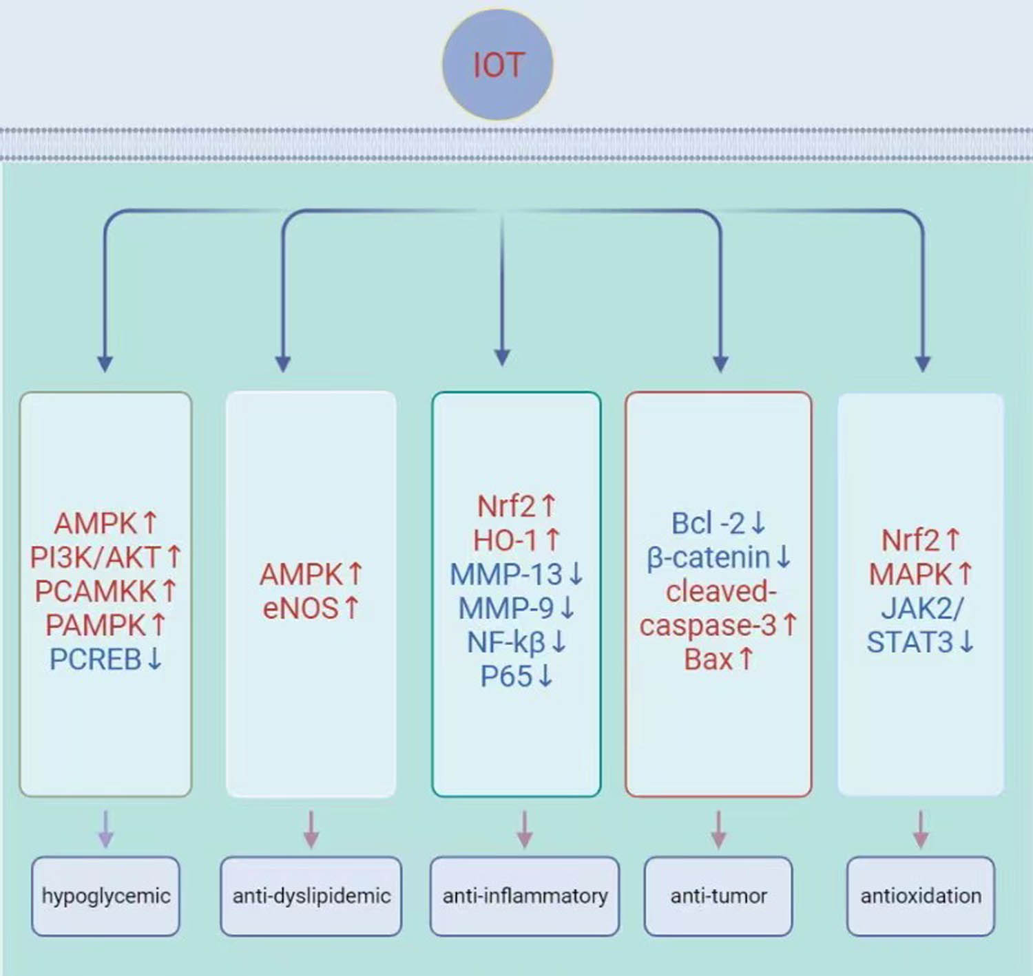 Figure 1 
               Molecular mechanisms for biological activities of triterpenoids from Inonotus obliquus. Hypoglycemic effects were induced by regulating PI3K/AKT and AMPK/ACC signaling pathways. The antidyslipidemic effects could be inhibited by IOT through increased AMPK/eNOS signaling pathway. ROS-mediated inflammation induced by stress/stimuli could be inhibited by IOT through inhibition of the NF-κB/p65 signaling pathway, particularly the phosphorylation-induced IκB degradation step which can prevent NF-κB from DNA binding. The antitumor effect is mainly to improve the apoptosis index. The ROS could be inhibited by IOT through inhibition of the JAK2/STAT3 signaling pathway and increased MAPK/Nrf2 signaling pathway. IOT, triterpenoids from Inonotus obliquus. ROS, reactive oxygen species. PI3K/Akt: PI3K, phosphatidylinositol-3-kinase; Akt, protein kinase B. AMPK/ACC: AMPK, adenosine monophosphate activated protein kinase; ACC, acetyl-CoA carboxylase. AMPK: adenosine monophosphate activated protein kinase. NF-κB: nuclear factor (NF)-κB.
            