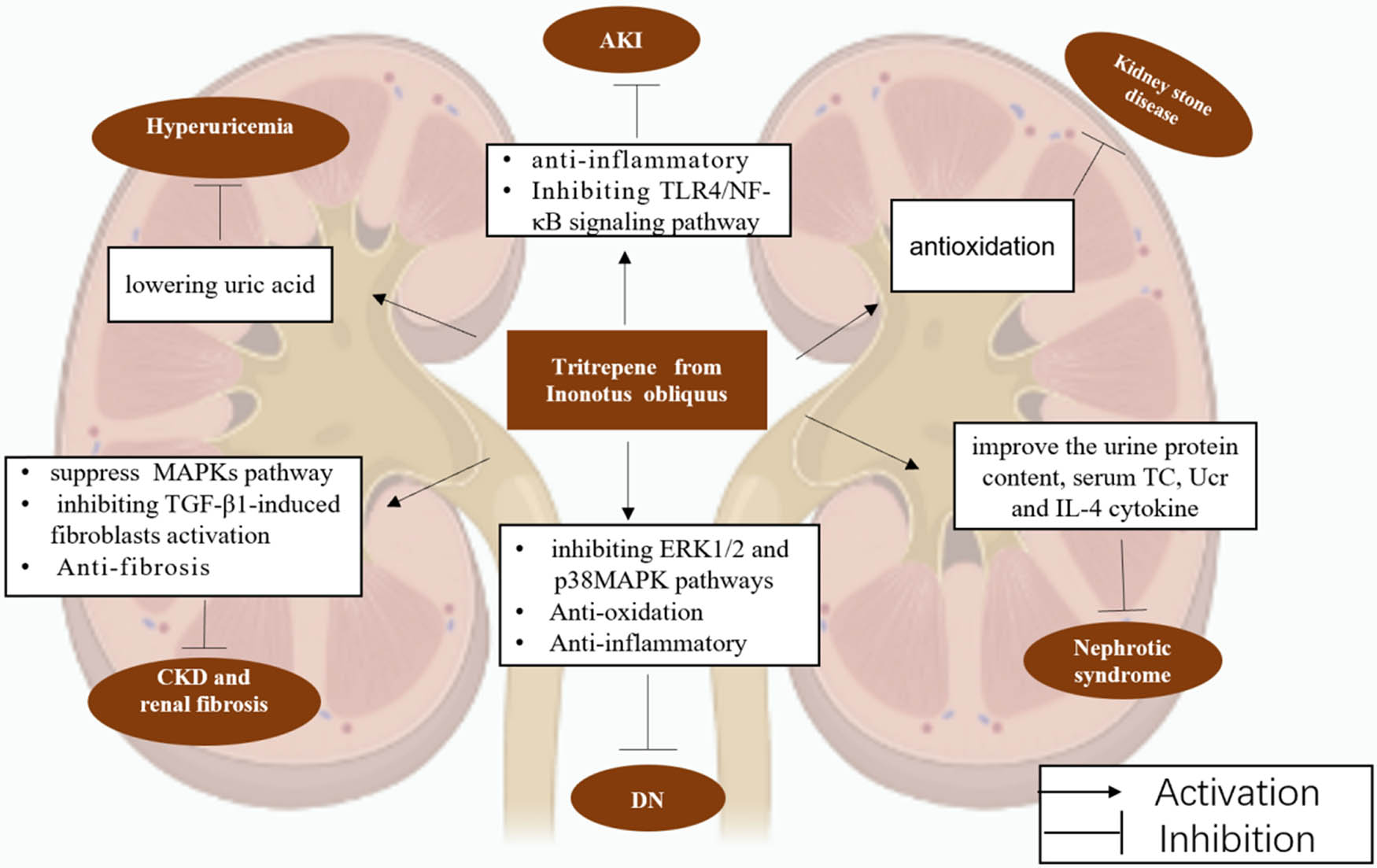 Figure 2 
               Renoprotective effects of triterpenes from I. obliquus against a broad spectrum of kidney diseases. Triterpene from I. obliquus could prevent kidney diseases by various mechanisms. AKI, acute kidney injury; CKD, chronic kidney disease; DN, diabetic nephropathy; NS, nephrotic syndrome; TC, total cholesterol; UCR, urine creatinine; IL-4, interleukin-4.
            