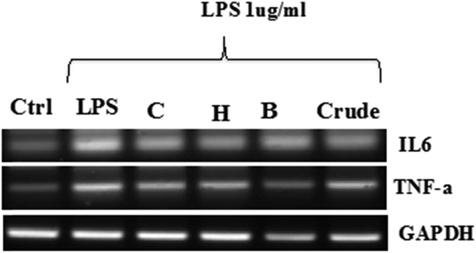Figure 3 
                     Effect of extract on LPS-induced gene expression of inflammatory cytokines. THP-1 differentiated macrophages were incubated with different fractions of extracts for 1 h and stimulated with 1 µg/mL LPS for 24 h. Expressions of TNF-α and IL6 were evaluated using semi-quantitative PCR. In this, a negative control was taken in the absence of LPS and extract whereas positive control was taken as only LPS treated. GAPDH was used as a loading control.
                  