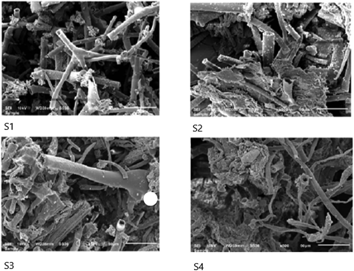 Figure 2
SEM images of the adsorbents prepared in this work.
