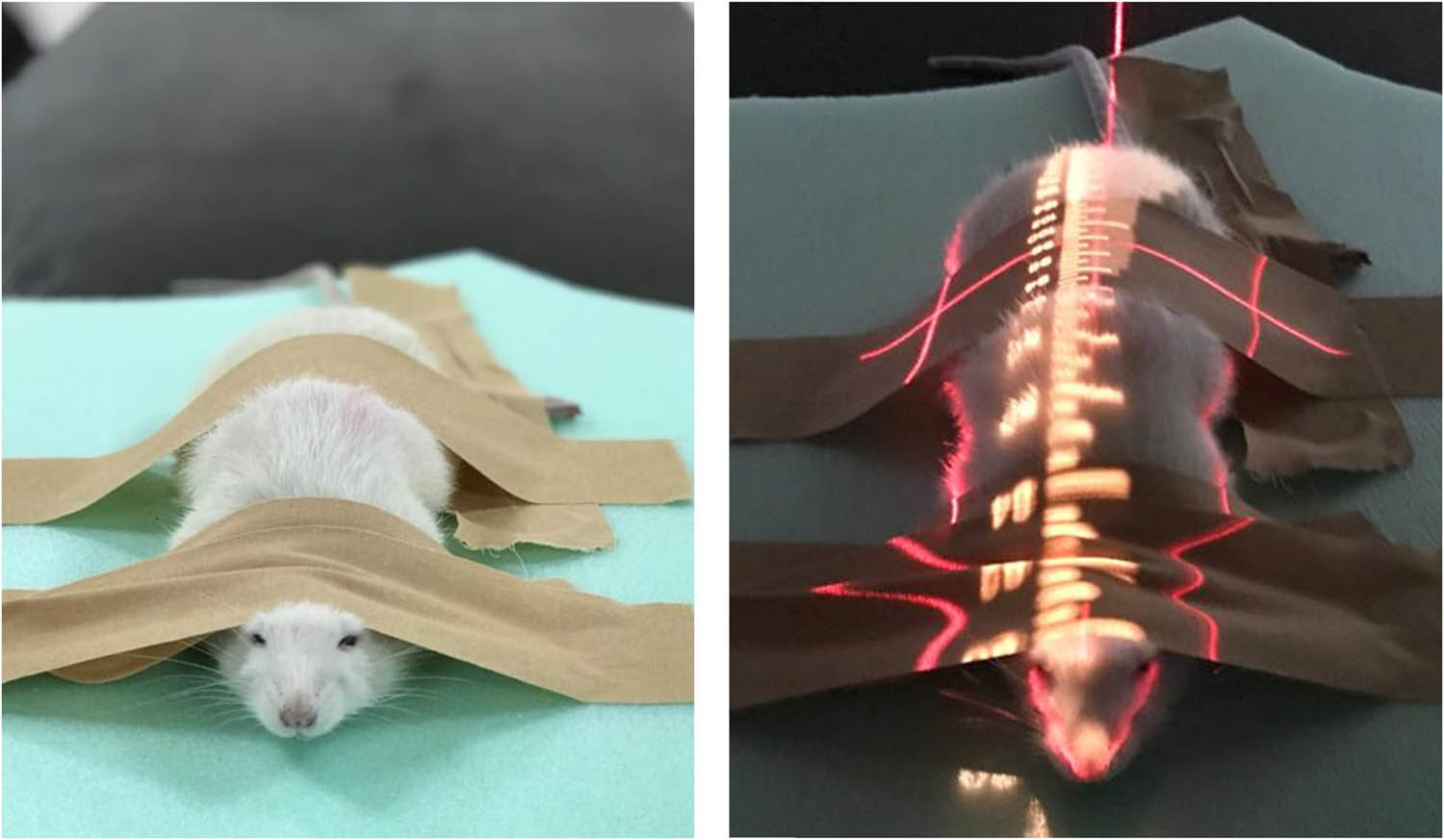 Figure 1
Positioning of rat on the treatment couch.