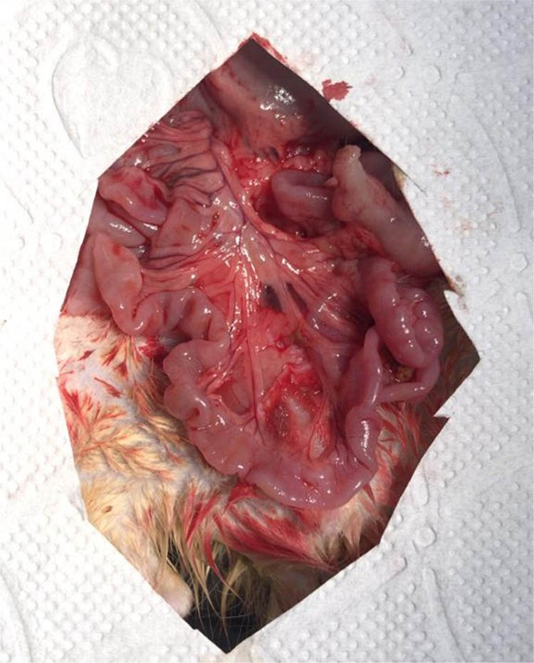 Figure 5
Surgical procedure before the histopathological assessment.