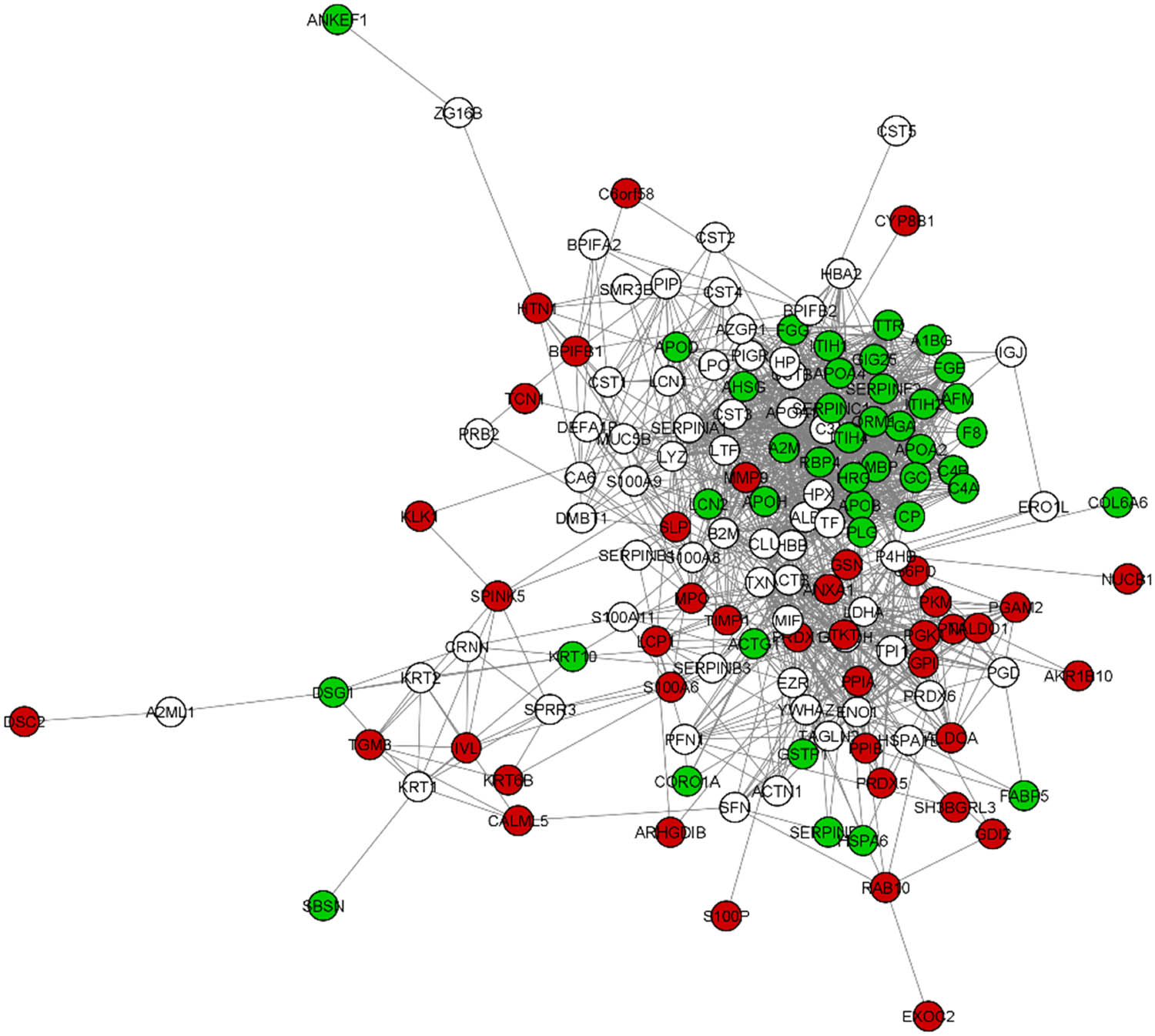 Figure 3
DyNet visualization of union gene/protein networks identified by FASP digestion strategies: protocol C only (Amicon 0.5 mL centrifugal filter units with MWCO of 30 kDa) ‒ green circles, only protocol D1 (Microcon 0.5 mL centrifugal filter units with MWCO of 30 kDa) ‒ red circles, both samples ‒ white circles.