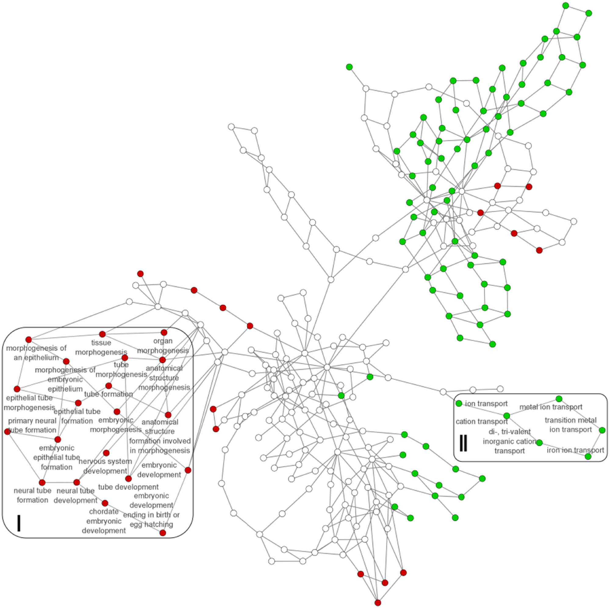 Figure 6
The hierarchical DyNet networks of GO biological process. Green circles – GO categories identified only in amylase-depleted saliva samples prepared by in-solution protocol B, red circles – GO categories identified only in amylase-depleted saliva samples prepared according to FASP protocol D2, and white circles – GO categories identified in both samples.