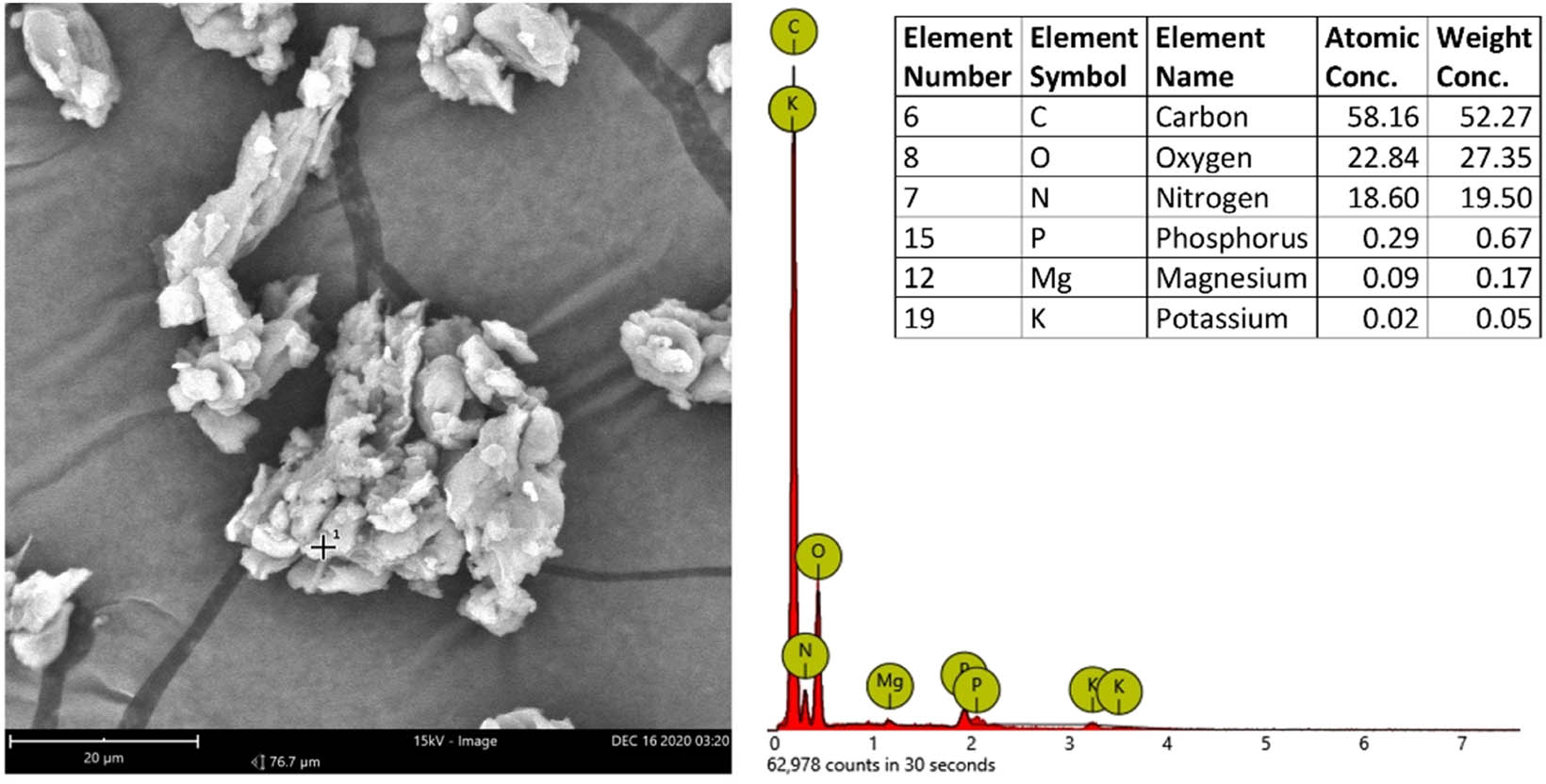 Figure 2 
                  SEM image and EDS spectra of L. leucocephala extract seed.
               