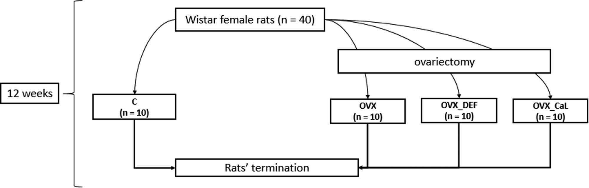 Figure 1
The scheme of the study. C, control group; OVX, ovariectomized group with standard diet; OVX_DEF, calcium-deficient ovariectomized group; OVX_CaL, ovariectomized group with calcium lactate.