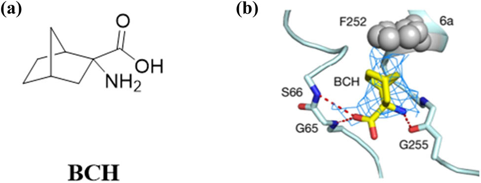 Figure 7 
                     (a) Structure of BCH and (b) schematic diagram of BCH binding sites.
                  