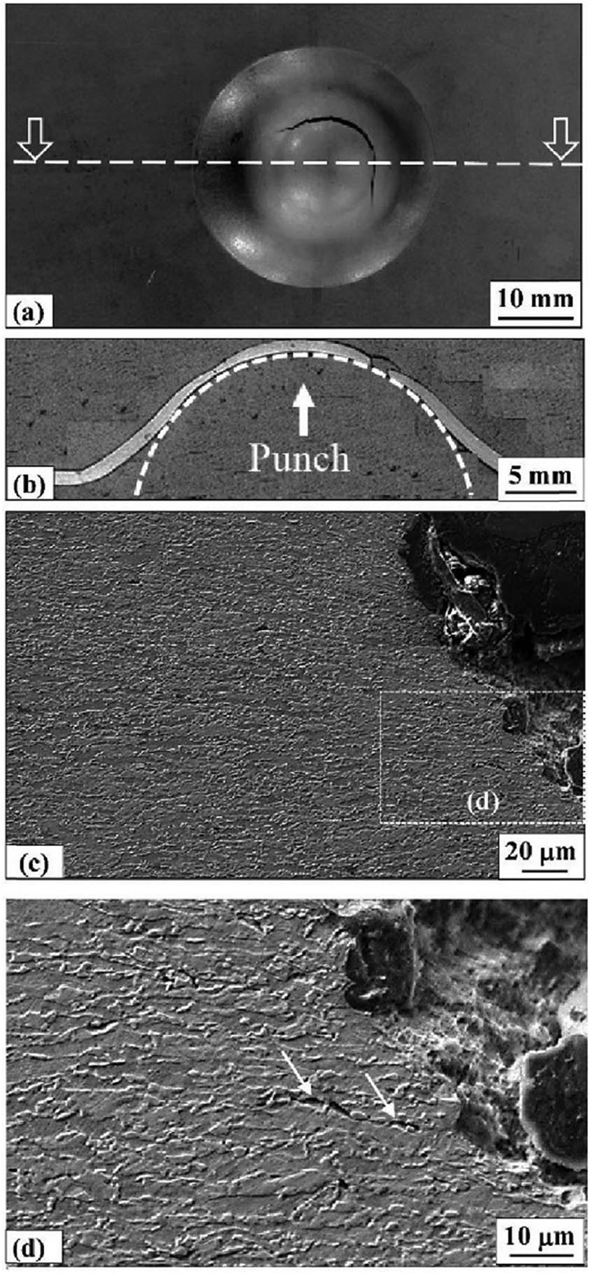 Figure 5
(a) Top macro-view, (b) cross-sectional macro-view, and (c) and (d) fracture zone microstructure of the AR cupping test specimen.