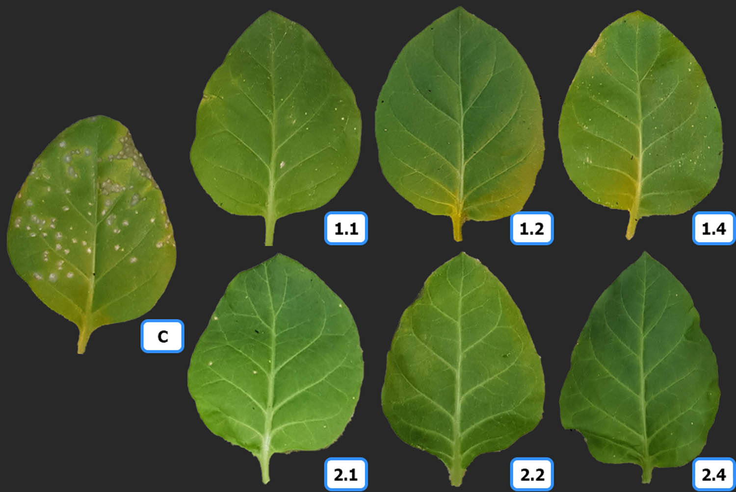 Figure 3
Reduction in the necrotic area caused by a viral infection on plants treated with a solution of the best-tested compounds 1.1, 1.2, 1.4, 2.1, 2.2, and 2.4 in comparison with the control plants (C).