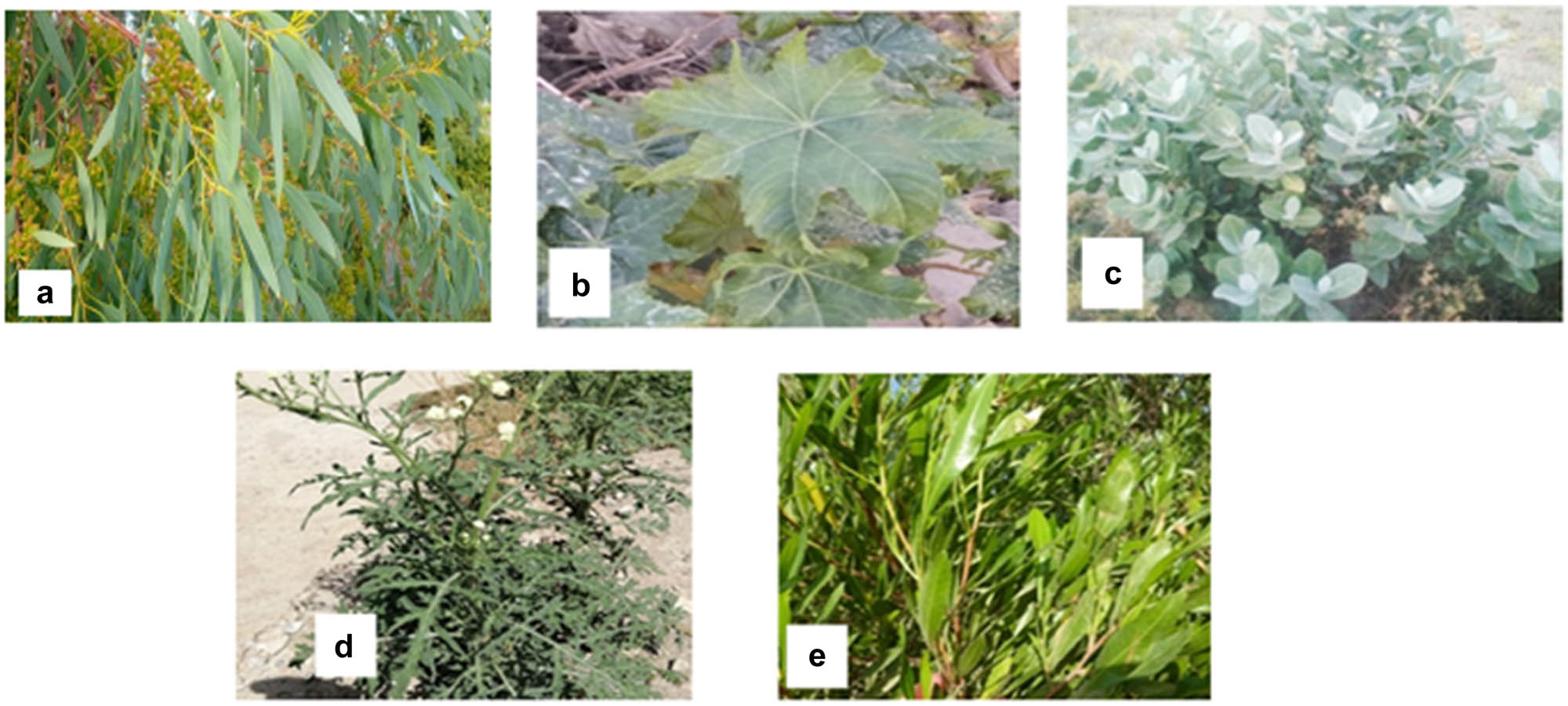 Teaser image from the article