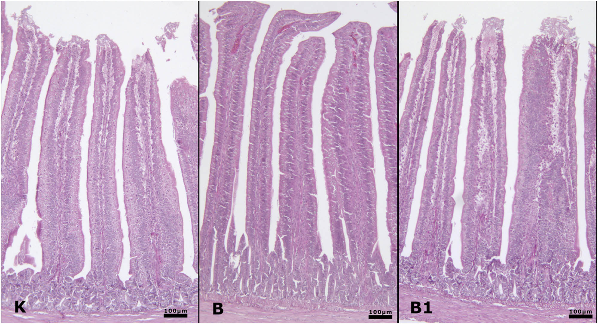 Teaser image from the article