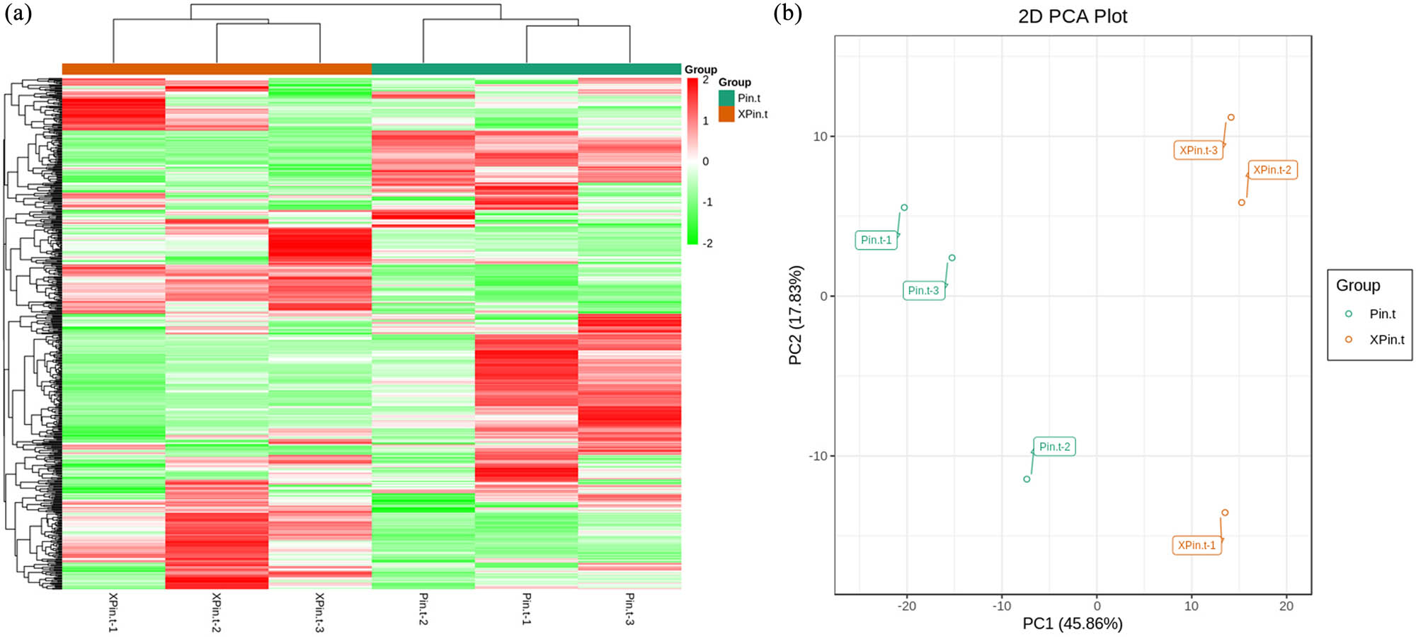 Figure 2 
                  Analysis of the identified metabolites. (a) Cluster analysis of the identified metabolites in Pin.t and XPin.t. (b) PCA of Pin.t and XPin.t.
               