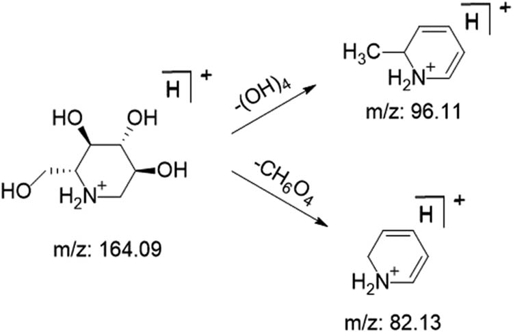 Figure 12
DNJ possible cleavage pathways.