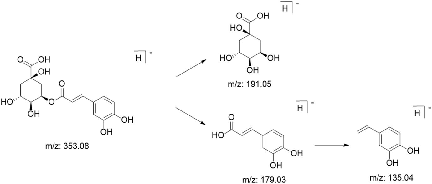 Figure 13
Possible cleavage pathway of cryptochlorogenic acid.