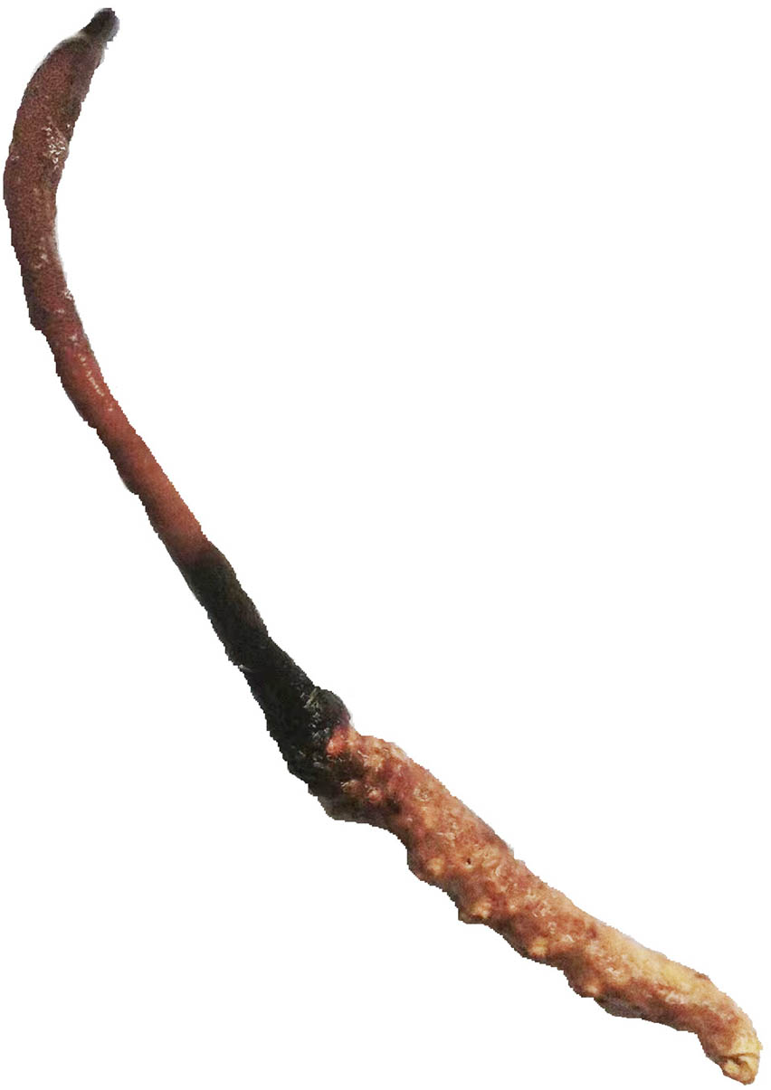 Teaser image from the article