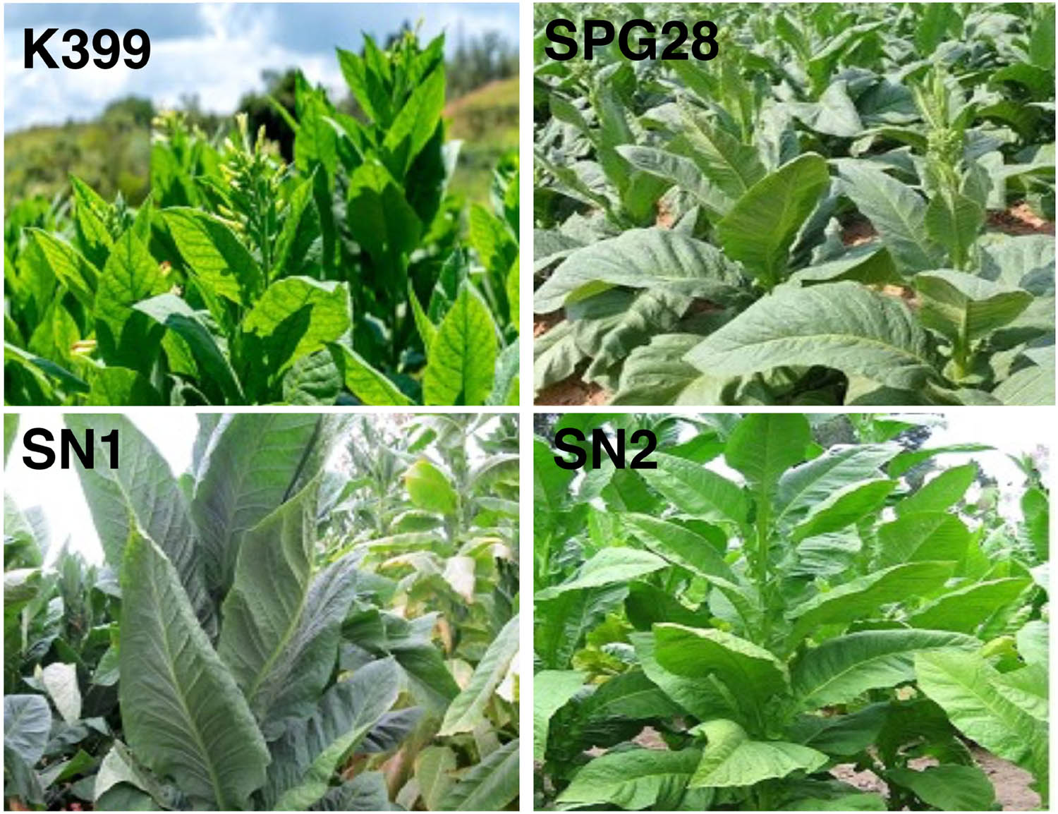 Figure 1
Images of the plant samples collected and studied in the current work. K399, SPG28, SN1 and SN2 varieties are depicted clockwise starting from top left.
