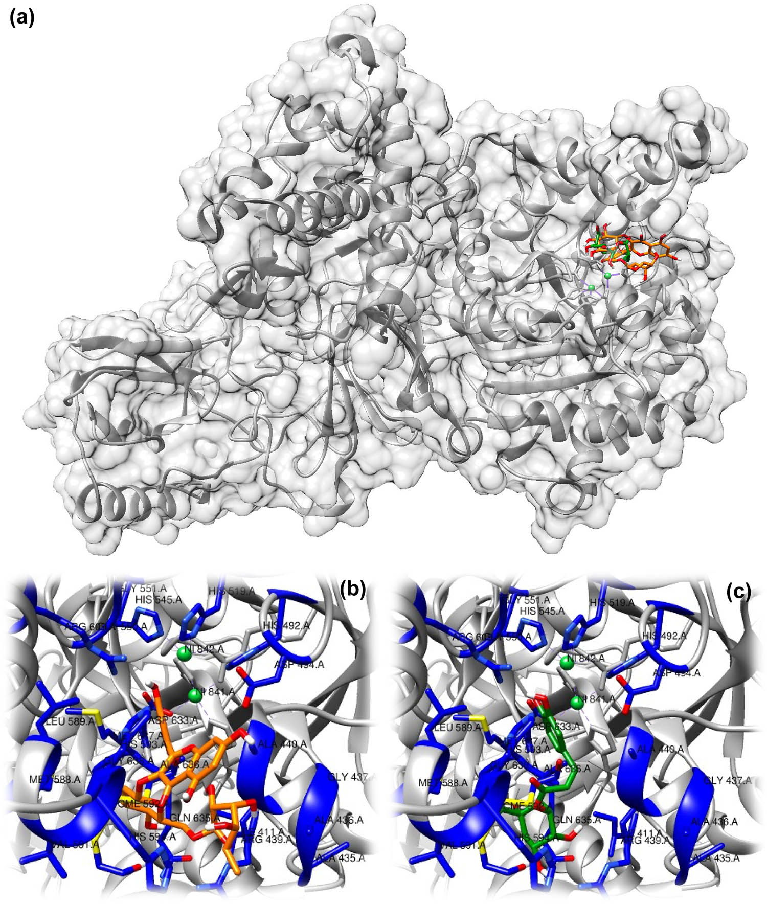 Figure 4
Computed binding mode for rutin (orange) and chlorogenic acid (green) with urease (PDB ID 3LA4) (a) A detailed view of the residues interacting with the natural compounds is depicted for rutin (b) and chlorogenic acid (c). The involved amino acids are highlighted in blue.