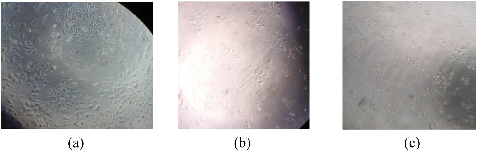 Teaser image from the article