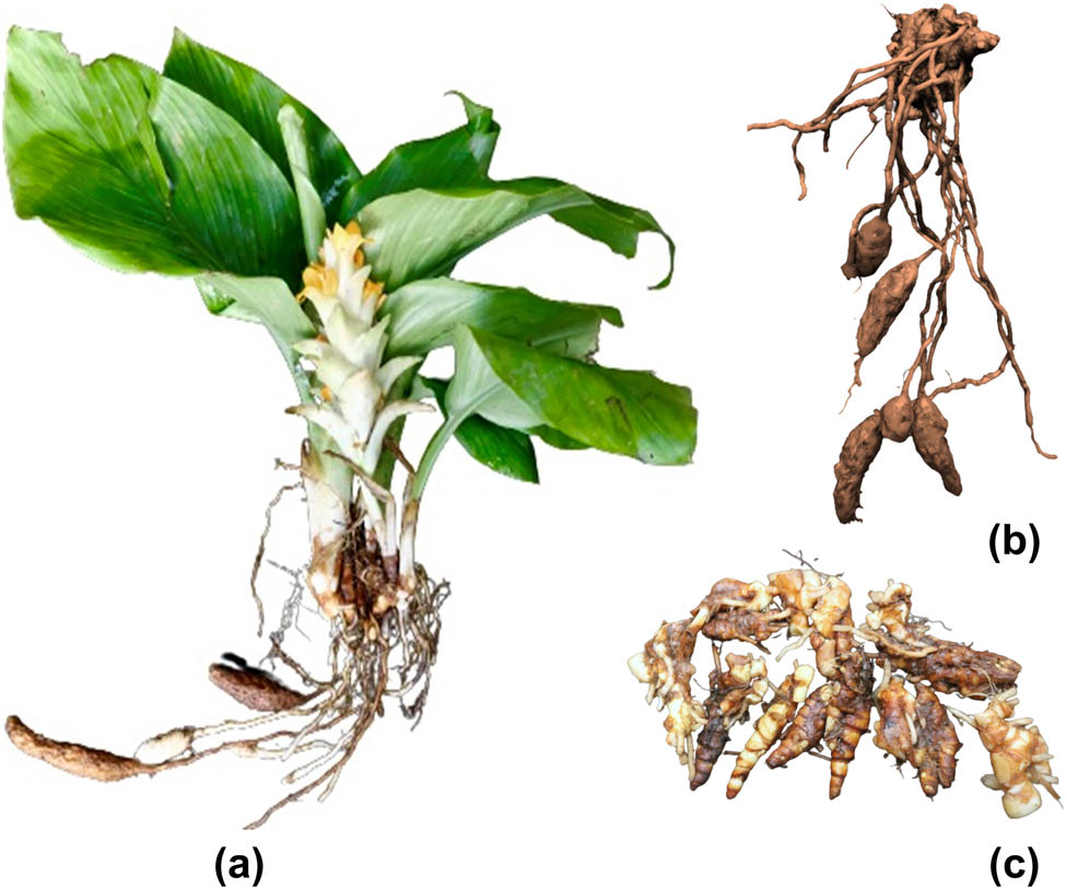 Teaser image from the article