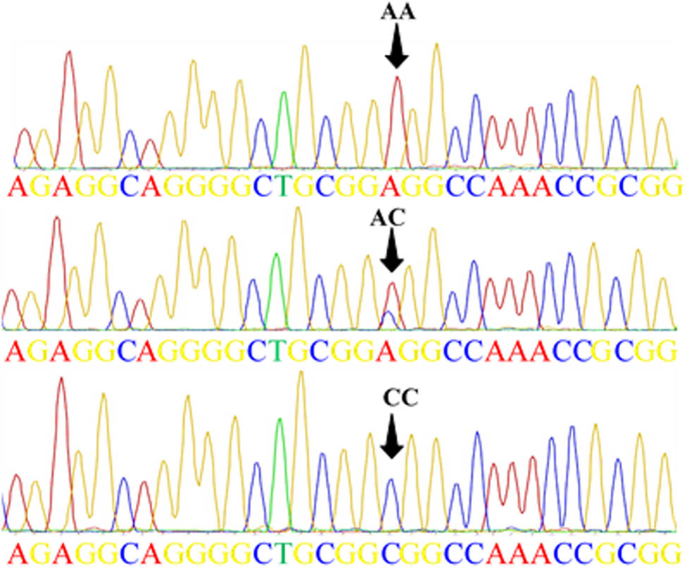 Teaser image from the article
