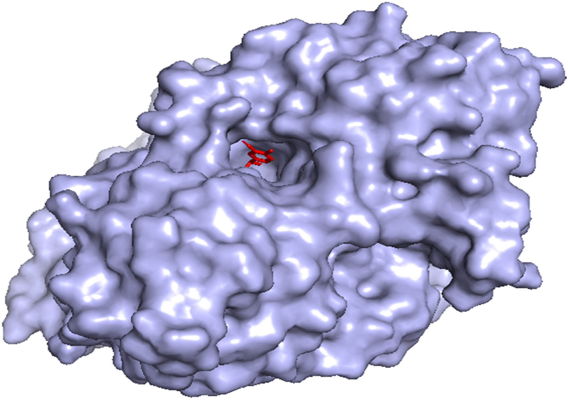 Figure 6
3D visualization of carvacrol (red color) docked with 1EVE protein (light blue color) using PyMOL.