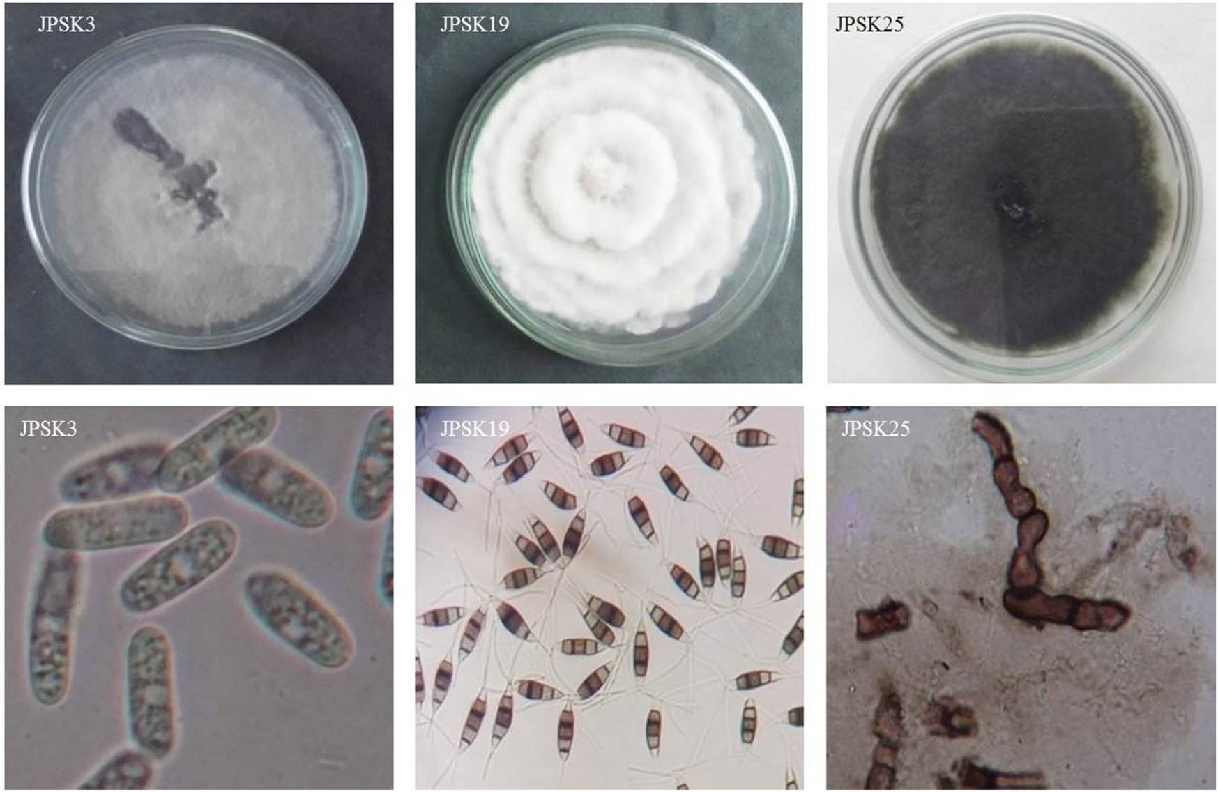 Teaser image from the article