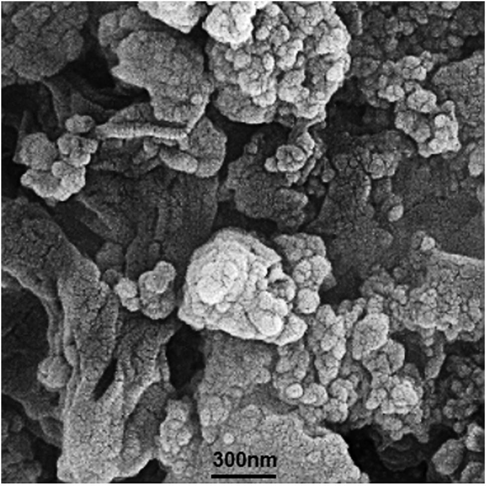Figure 1
FE-SEM image of AgNPs synthesized with plant extract.