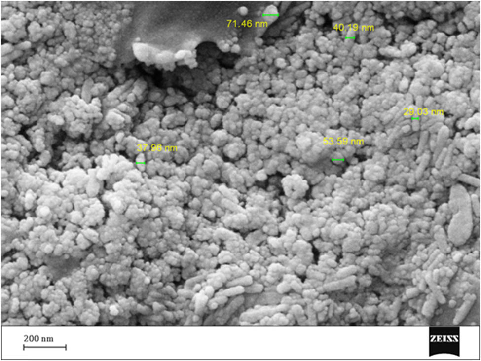 Figure 2
FE-SEM image of Fe3O4-GA/Ag NPs.