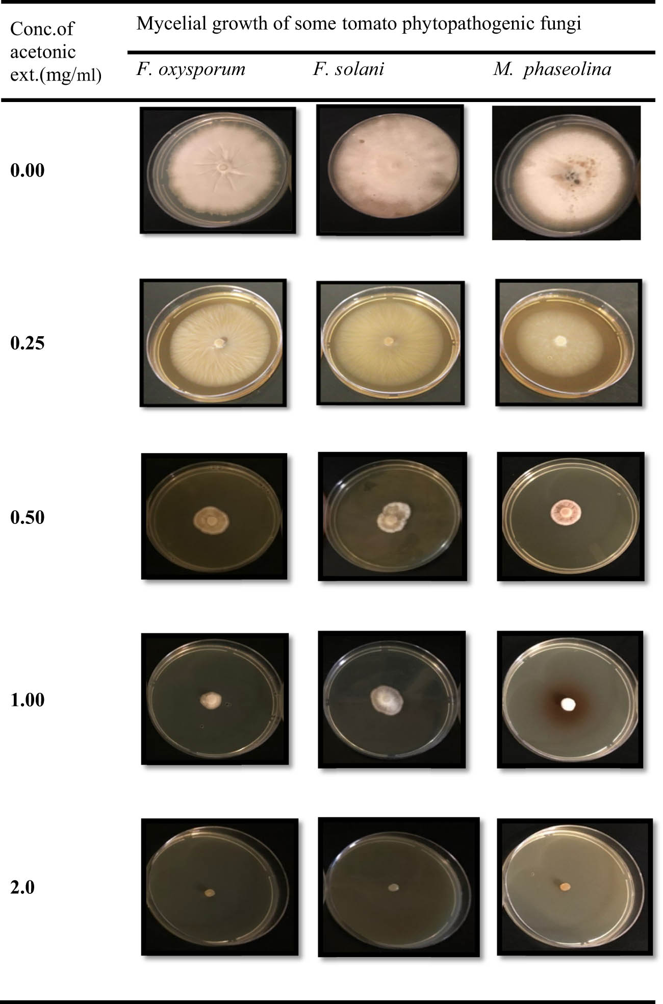 Figure 3
Evaluation of different concentrations of the acetonic marjoram extract against some tomato phytopathogens.