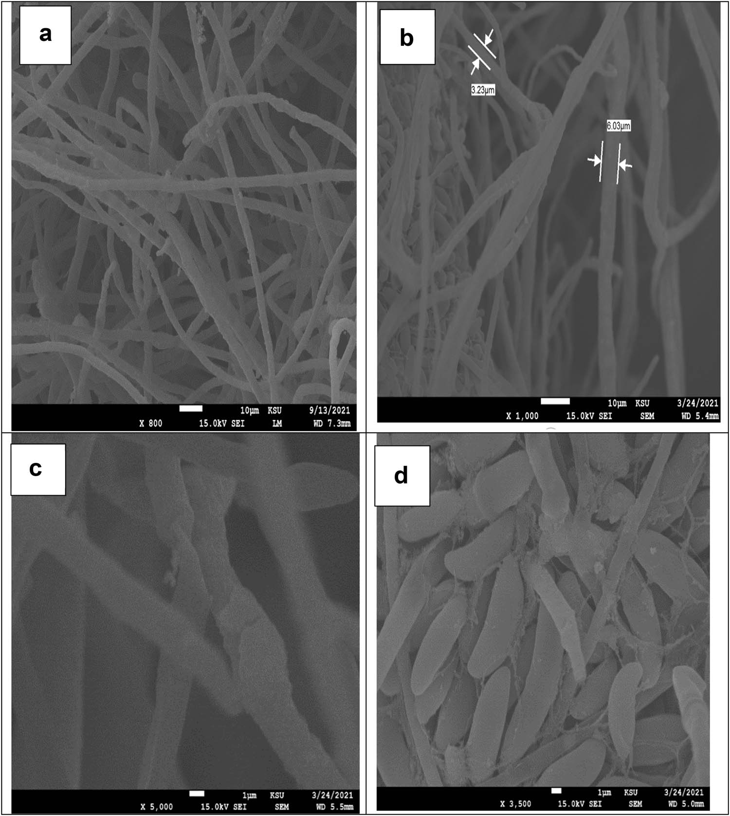 Figure 4
Scanning electron microphotographs of F. solani cells treated with the O. majorana ethanol extract at a concentration of 1 mg/ml. Control: untreated (a) and treated: (b)–(d).