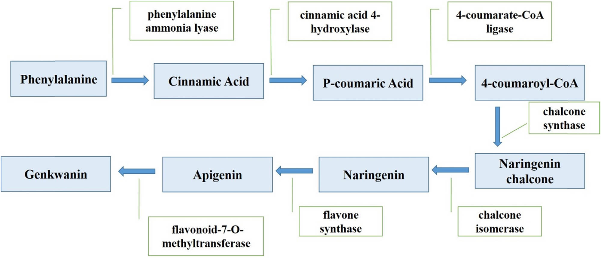 Figure 2
Biosynthesis pathway of genkwanin.