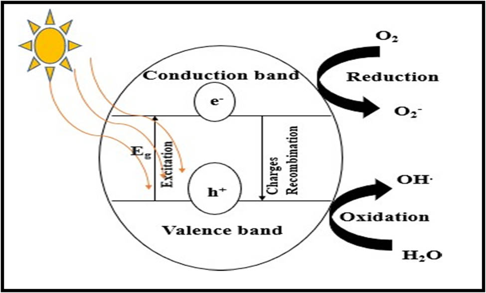 Figure 5 
               Mechanism of photocatalysis.
            