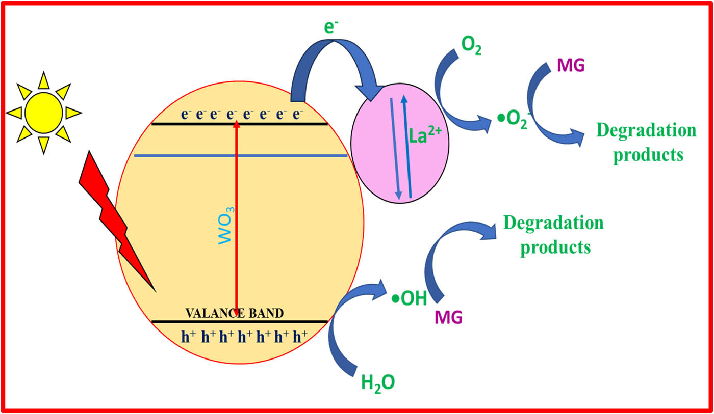 Figure 7 
                  Photodegradation mechanism of MG dye under visible light irradiation.
               