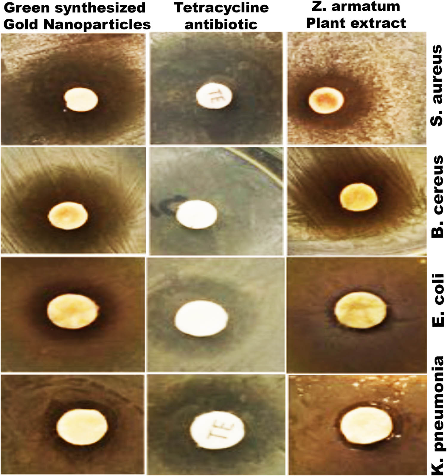 Figure 2
Antibacterial activity of green synthesized GNPs, Z. armatum, and tetracycline on E. coli, K. pneumonia, S. aureus, and B. cereus calculated using disc diffusion method.