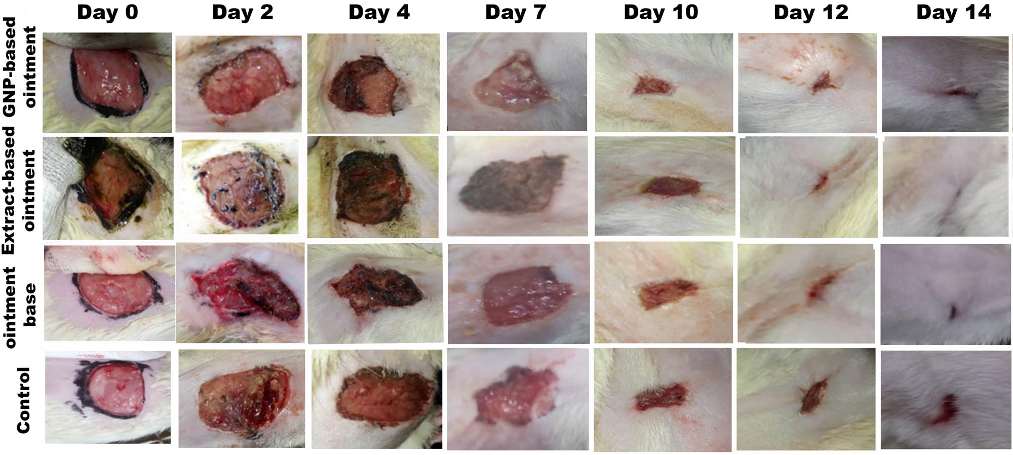 Figure 5
Burn wound of the groups of GNPs-based ointment, Z. armatum-based ointment, ointment base, and untreated negative control.