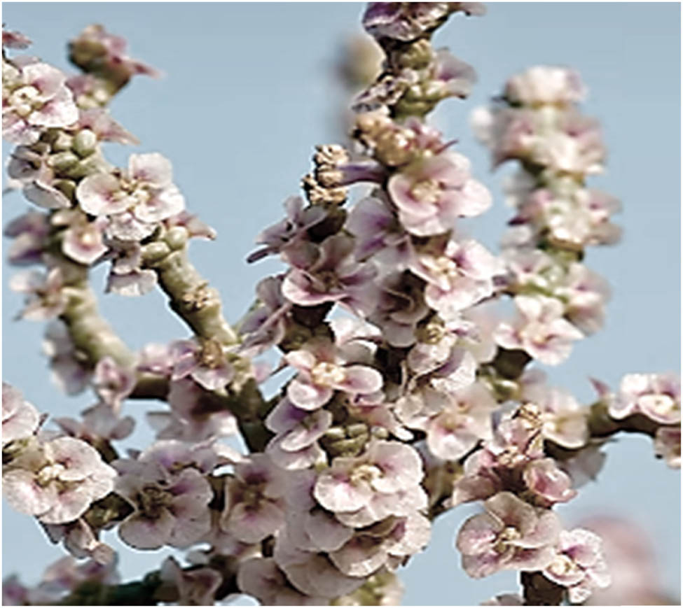 Figure 3
H. salicornicum plant.