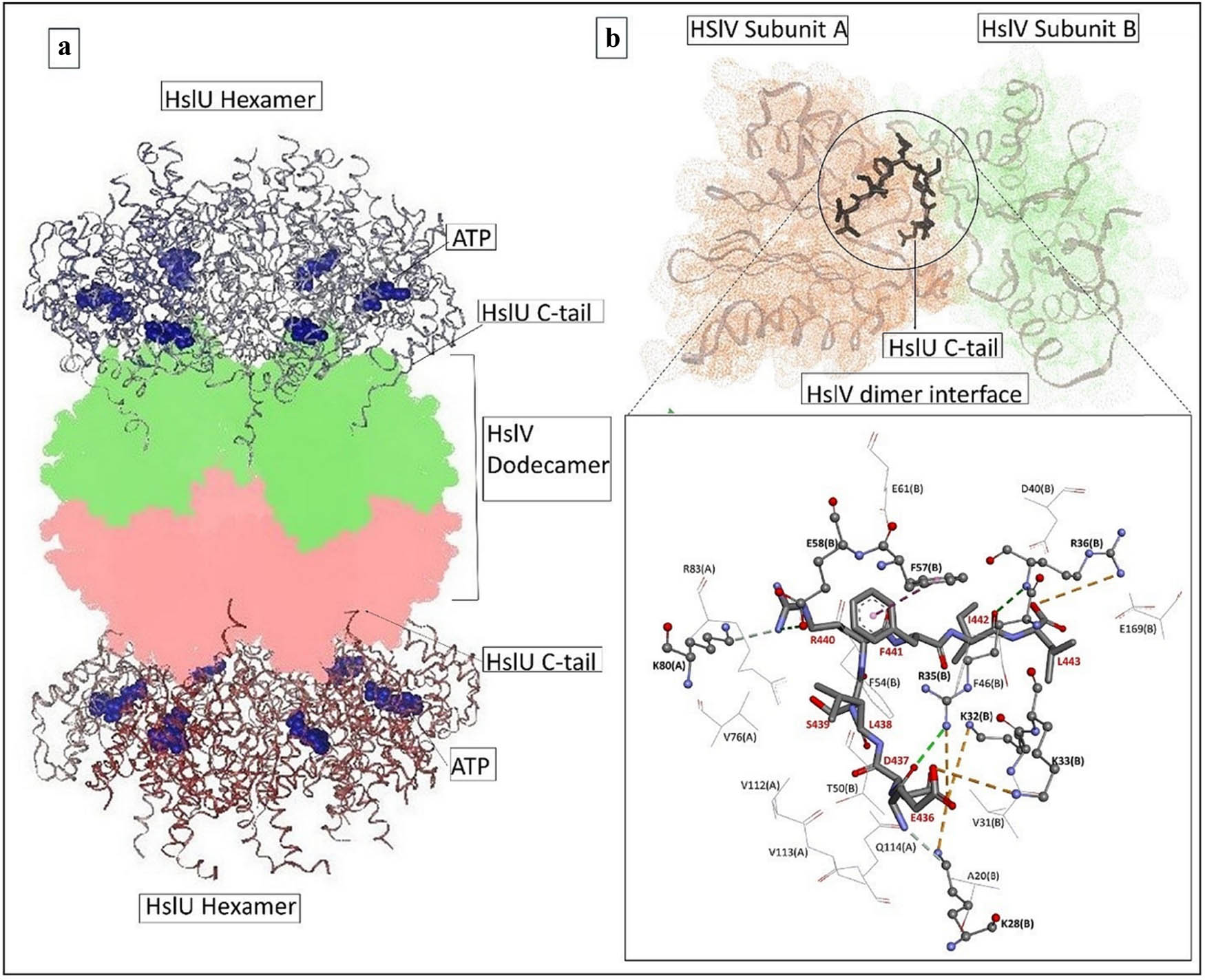 Figure 1
(a) Functional HslVU complex illustrating the C-tail insertions and (b) the docked HslU C-tail (stick) within the HslV-dimeric cleft. The key bonding residues are depicted in ball-and-stick representations, whereas the residues formed van der Waals contacts, which are shown in line representations.