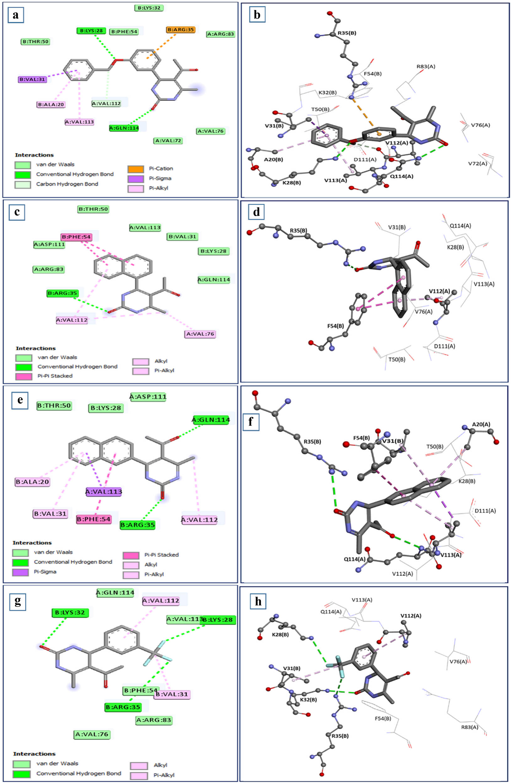 Figure 3
Intermolecular interactions between the HslV dimer and dihydropyrimidone derivatives: (a) and (b) SHS-1-61, (c) and (d) SHS-1-30, (e) and (f) SHS-1-60 and (g) and (h) SHS-1-6 are depicted in two-dimensional and three-dimensional representations. The pyrimidine rings of the leads show hydrogen bonds with the important residues.