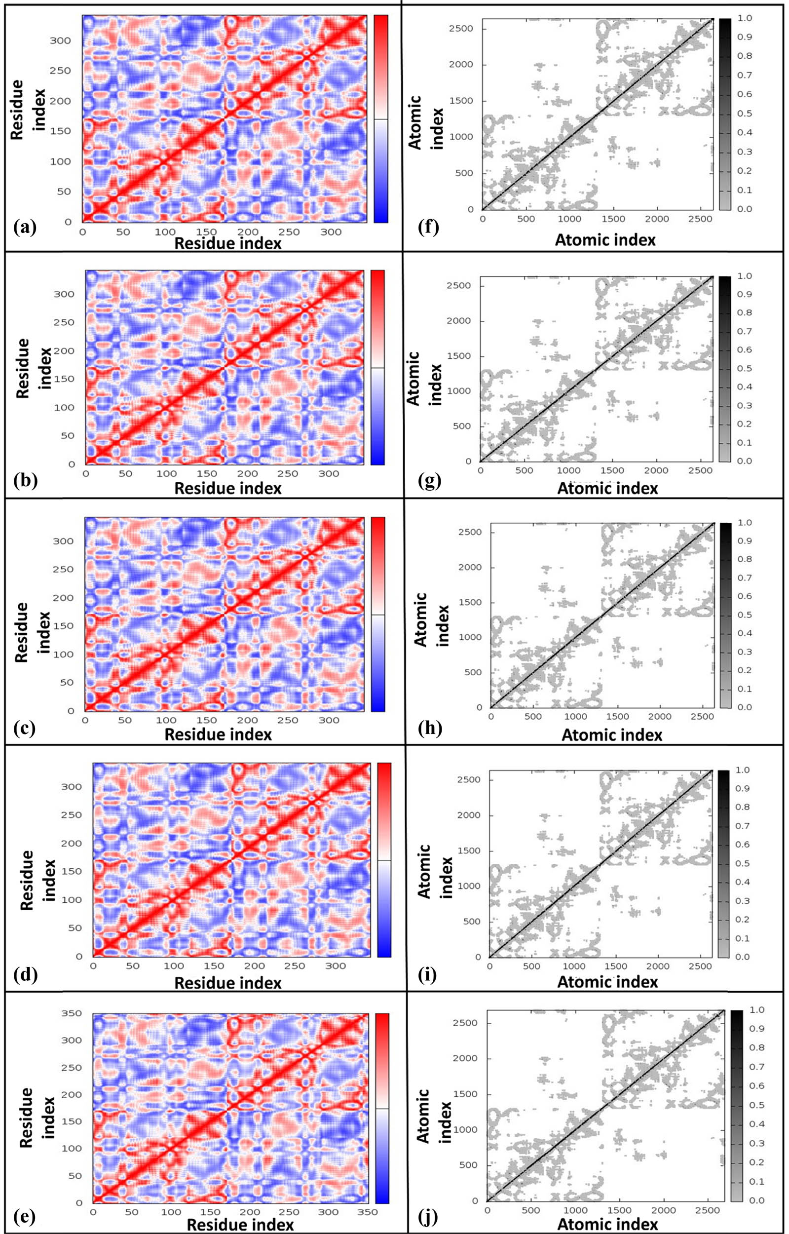 Figure 6
Covariance maps and elastic maps for different HslV compound-docked complexes. The covariance maps are presented for (a) HslV-SHS-1-61, (b) HslV-SHS-1-30, (c) HslV-SHS-1-60, (d) HslV-SHS-1-6, and (e) HslV-C-tail. Likewise, the corresponding elastic maps are illustrated for (f) HslV-SHS-1-61, (g) HslV-SHS-1-30, (h) HslV-SHS-1-60, (i) HslV-SHS-1-6, and (j) HslV-C-tail. The colors in co-variance maps, i.e., red, white, and blue, correspond to the positive (correlated), zero (un-correlated), and negative (anti-correlated) correlations, respectively.