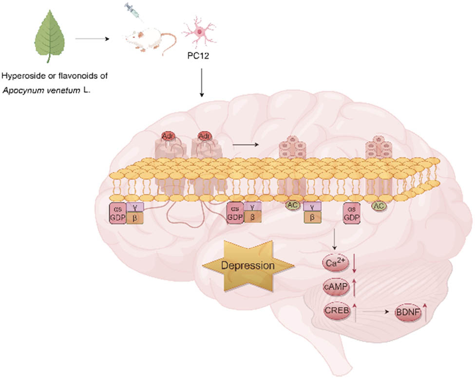 Figure 4
Antidepressant effects of A. venetum flavonoids and hyperoside.