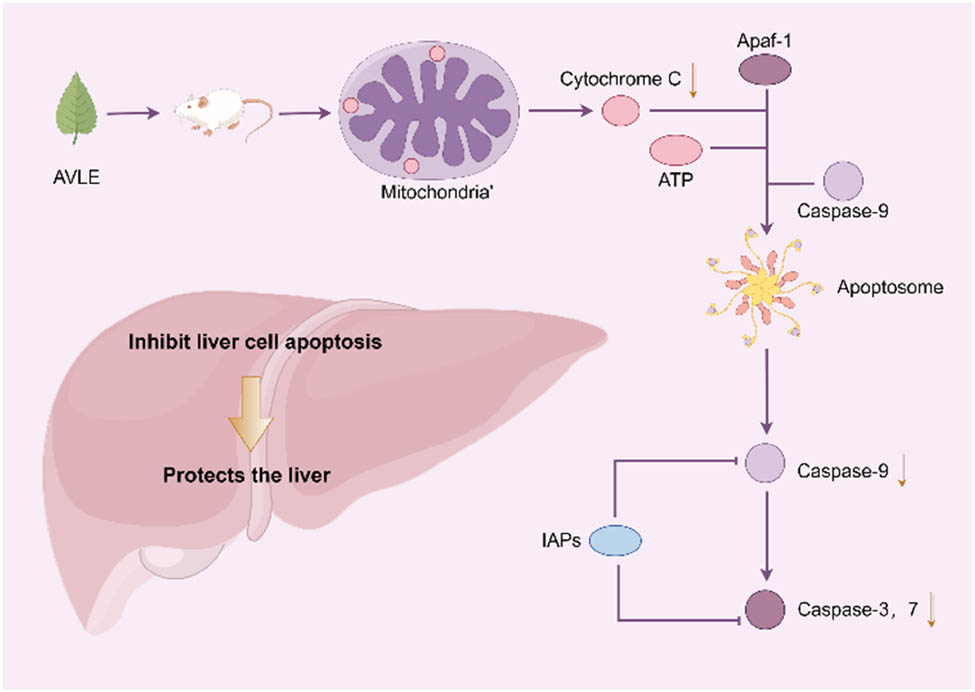 Figure 5
Hepatoprotective effects of A. venetum leaf extract.