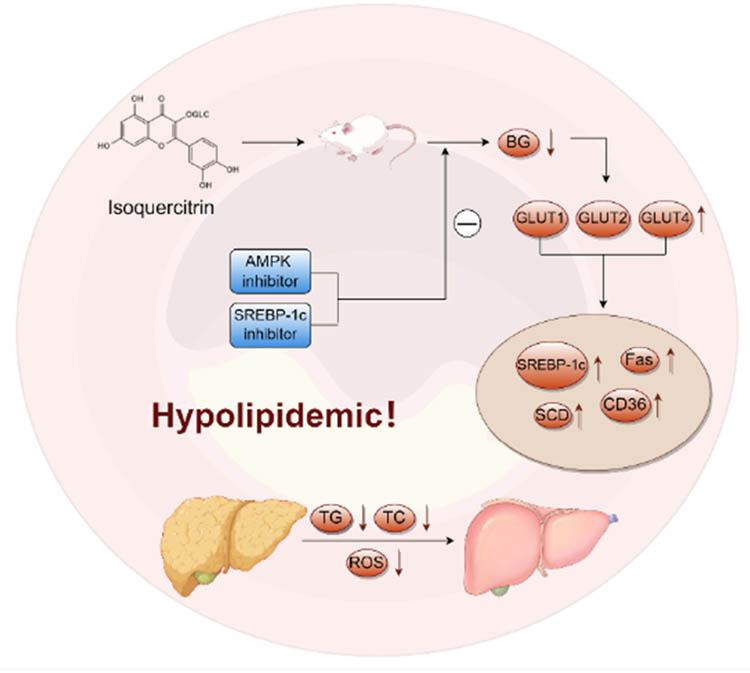 Figure 7
Lipid-lowering effects of isoquercitrin.