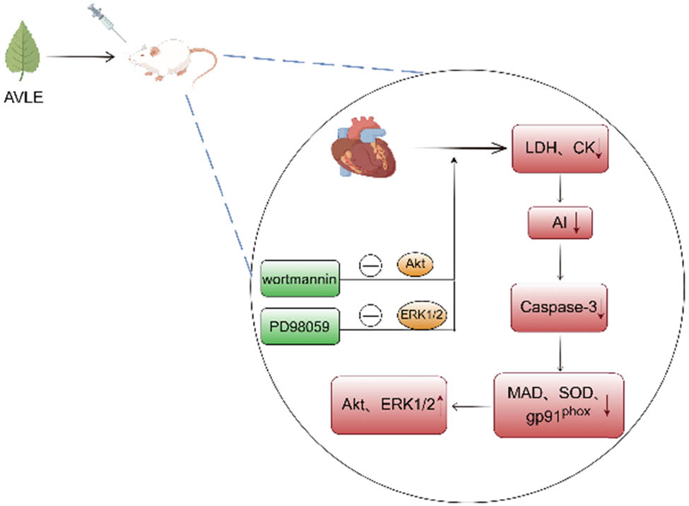 Figure 8
Cardioprotective effects of A. venetum leaf extract.