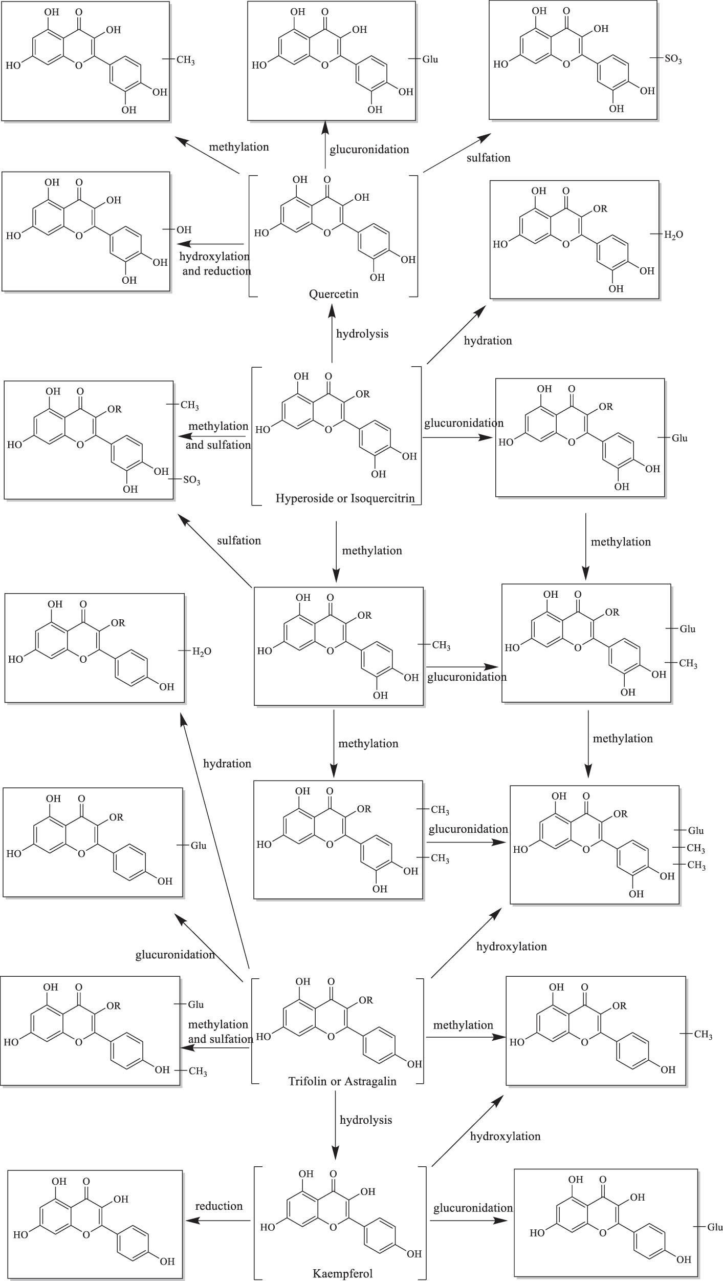 Figure 16
Chemical structures of flavonoid metabolites and their major metabolic pathways.