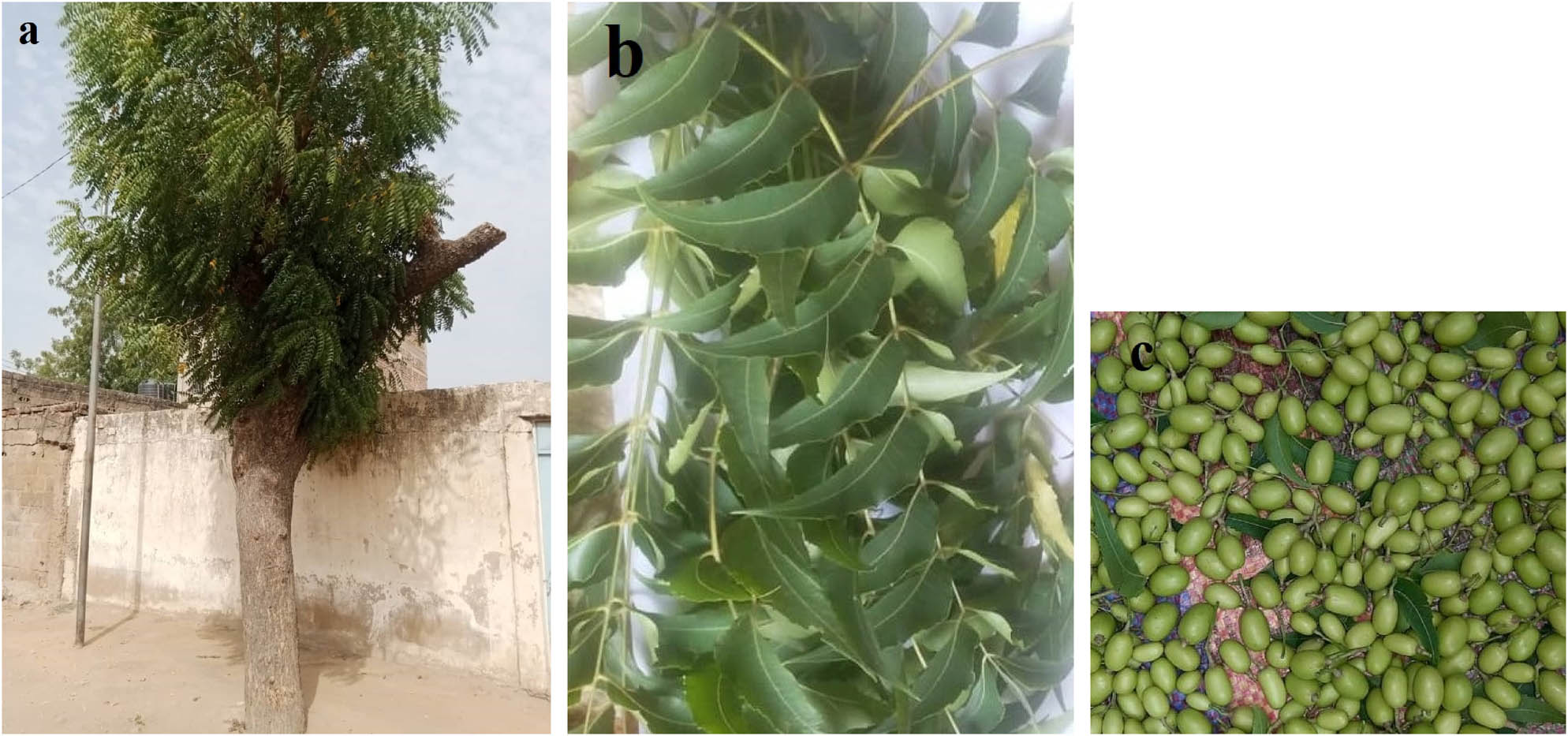 Figure 1
(a) Neem tree, (b) leaves, and (c) seed (photos from the author, Republic of Chad).
