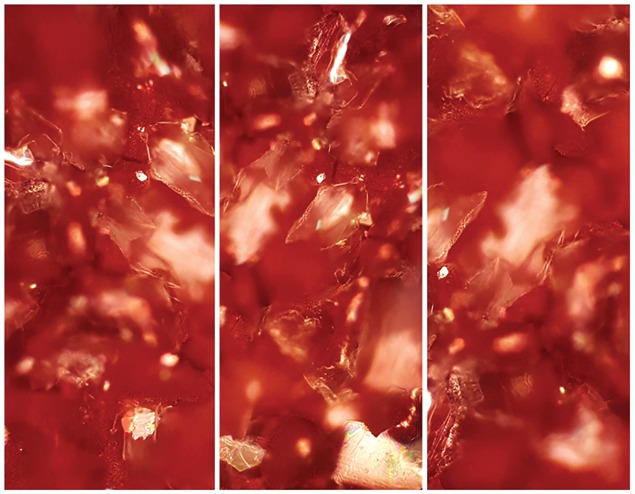 The Shrike, by Stephanie Gallant