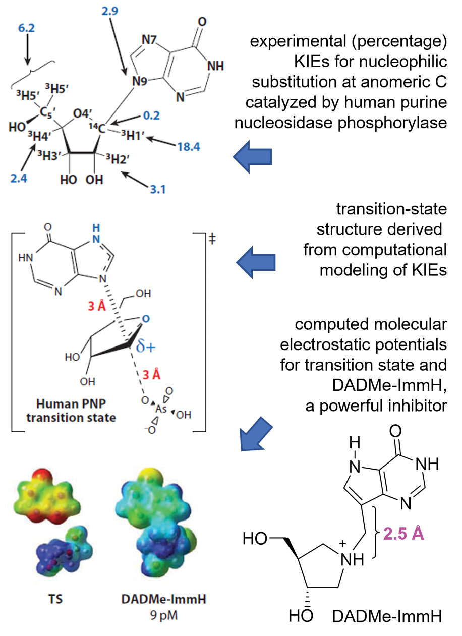  
          
            Figure 3. Application of kinetic isotope effects (KIEs), computational modeling and organic synthesis in drug design. (Adapted from ref. 9.)
          
        