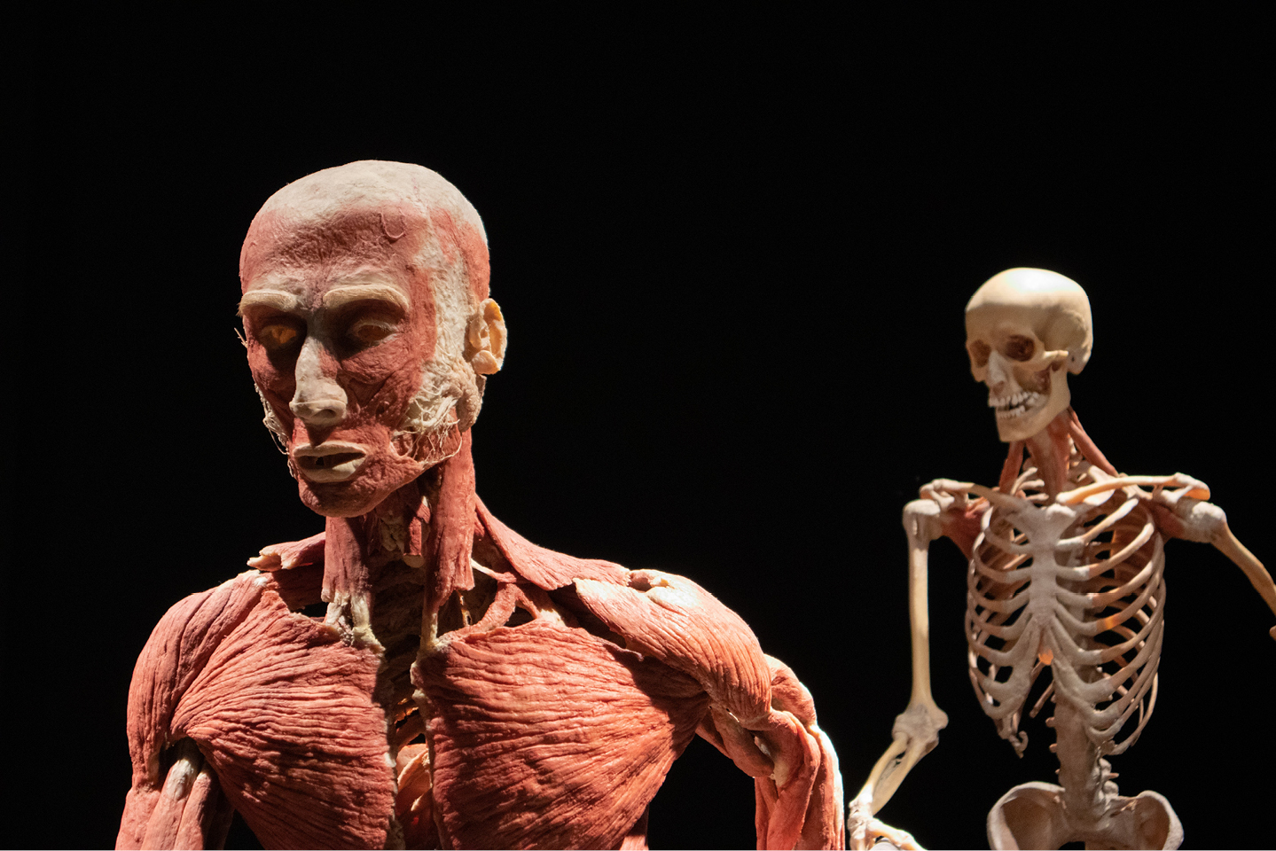  
          Research on artificial muscles encompasses many materials, a multidisciplinary endeavour examining devices that contract, expand, or rotate in response to different external stimuli, including current, temperature, pH, and light, among others.
        